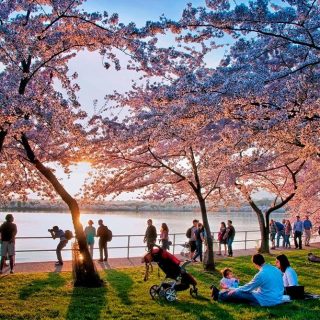 Cherry-Blossom-Festival-Photo-Winner-1024×668